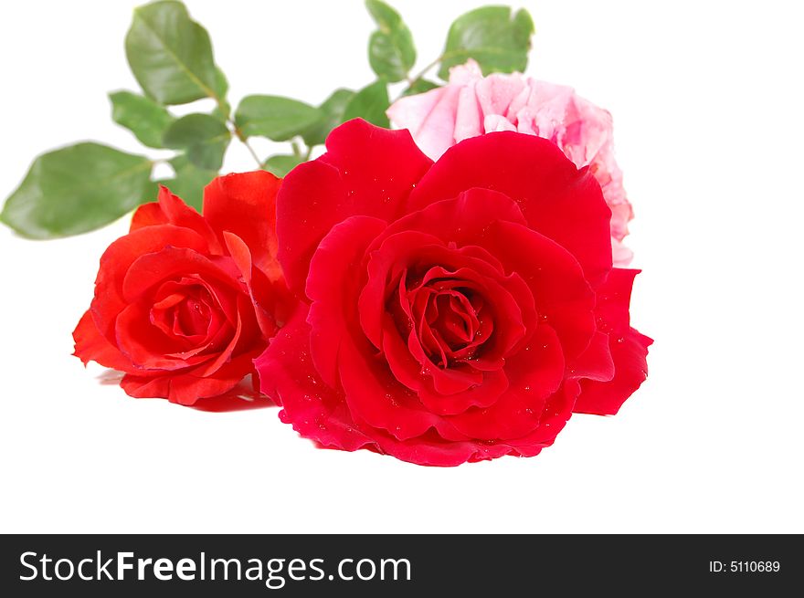 Red and pink roses isolated on white