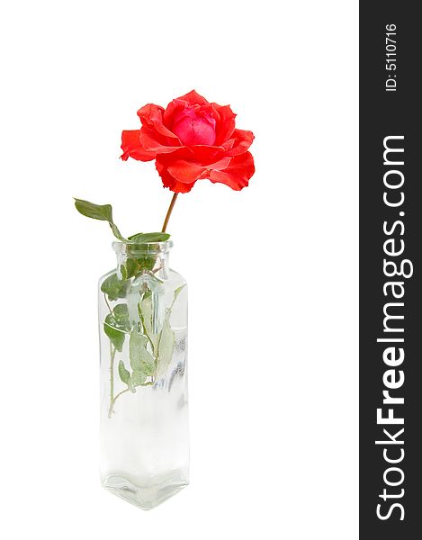 Red Rose In A Small Vase