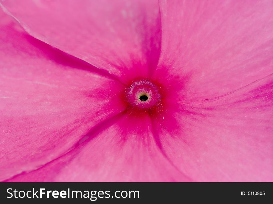 macro shot of a pink flower. macro shot of a pink flower