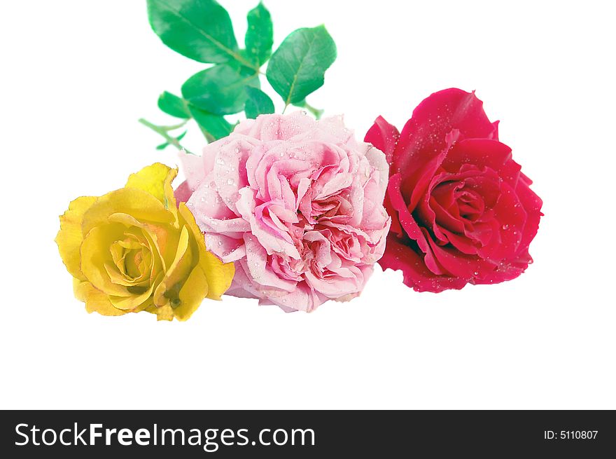 Three different color roses isolated on white