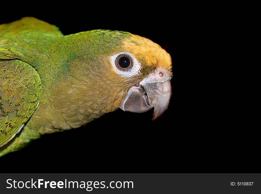 Green parakeet profile isolated on black