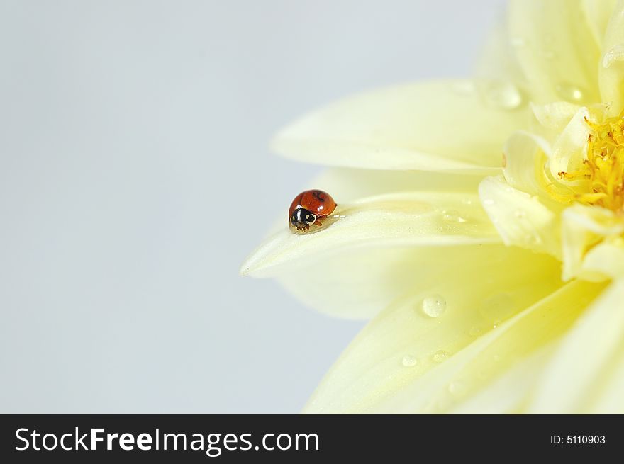 Ladybug on a yellow Dahlia