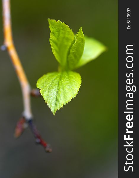 Early spring leaves budding on small branch. Early spring leaves budding on small branch