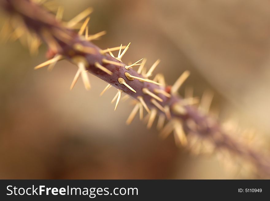 Closeup detail of sharp thorns on a thornbush. Closeup detail of sharp thorns on a thornbush