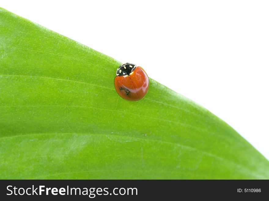 Ladybug on a leaf with a white background