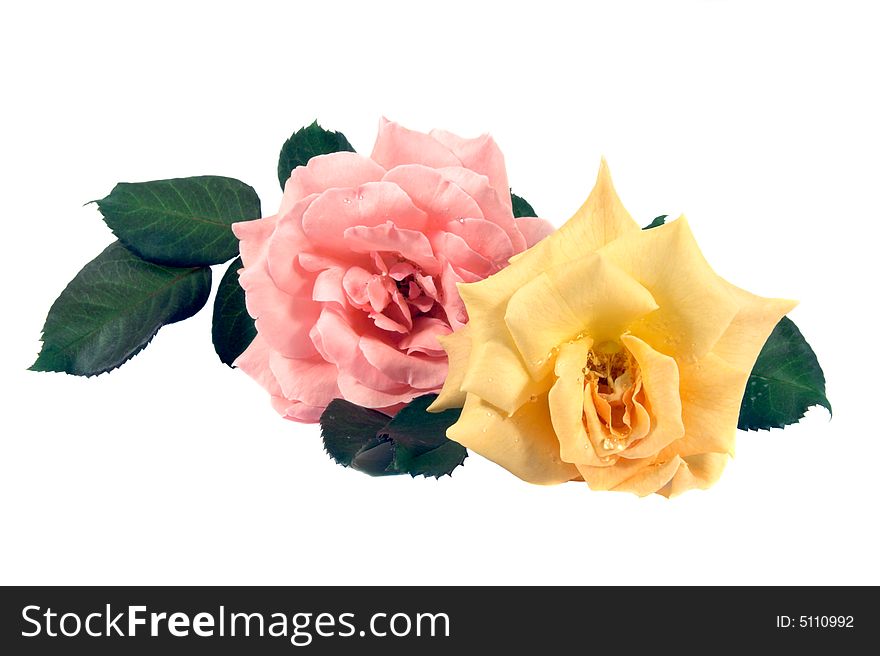 Two roses isolated on white