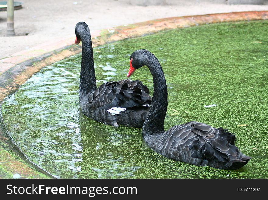 Two black swans swimming in a pond. Two black swans swimming in a pond