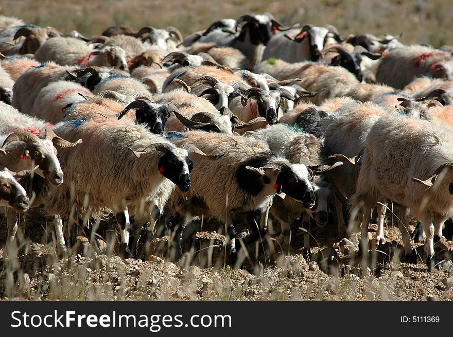 The sheep herd on the Tibetan grassland,Tibet Plateau,China.