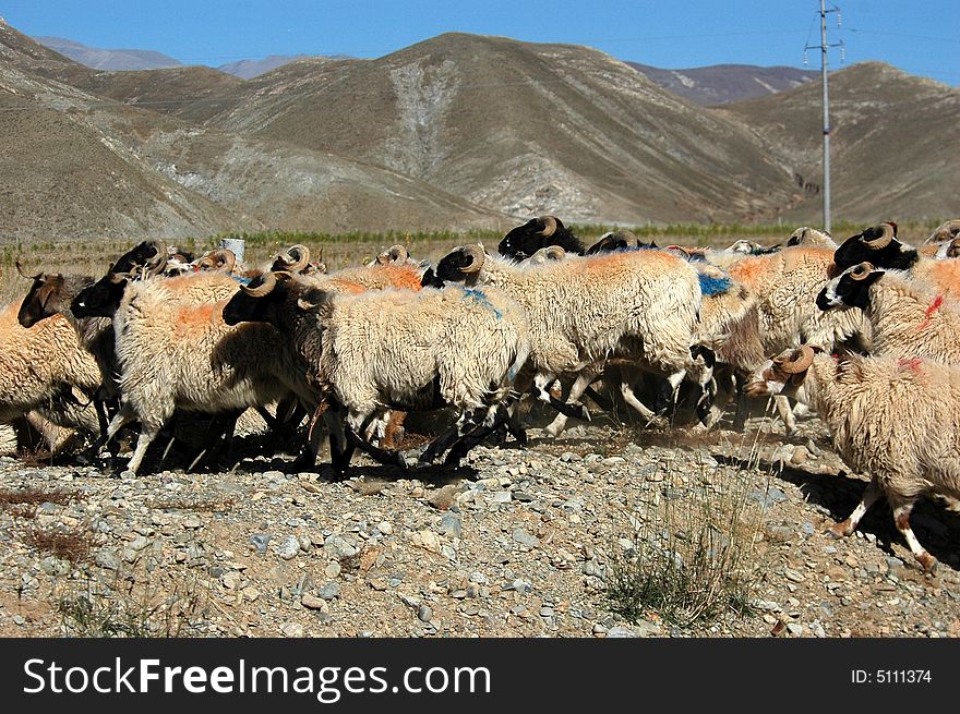 The sheep herd browsing on Tibetan grassland. The sheep herd browsing on Tibetan grassland.