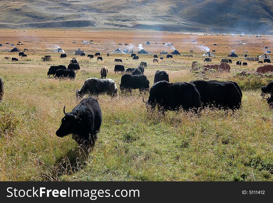 The Tibetan yaks browsing on the plateau pasture, a pastoral peaceful scenic in Sitsang,South East China.