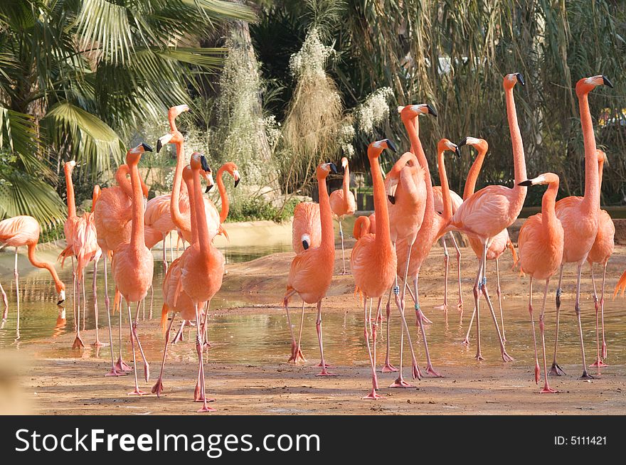 Caribean flamingos on a zoo. Caribean flamingos on a zoo