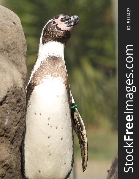 Cute penguin in a zoo