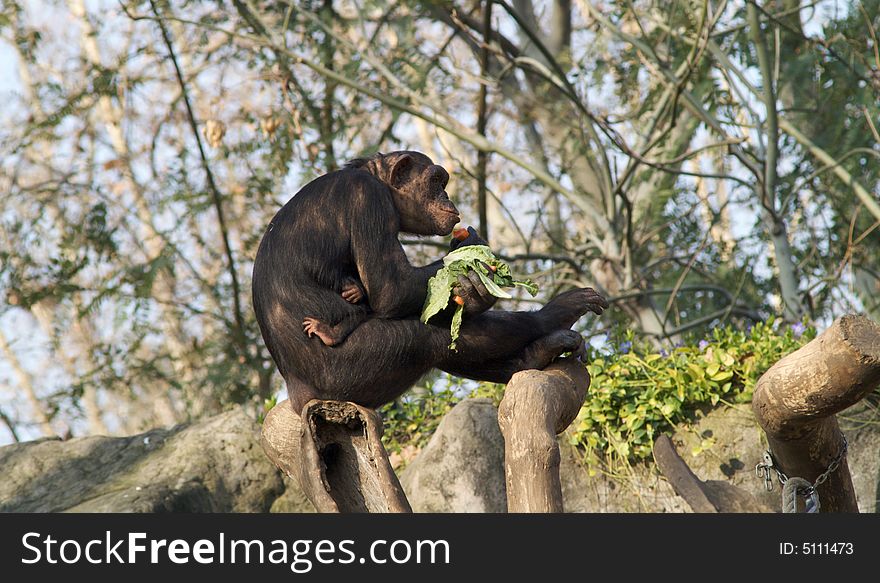 Chimpanzees  family eating in a zoo