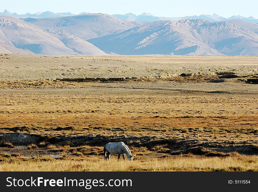 A lonely white horse browse on the grassland,Rikeze,Tibet,China. A lonely white horse browse on the grassland,Rikeze,Tibet,China.