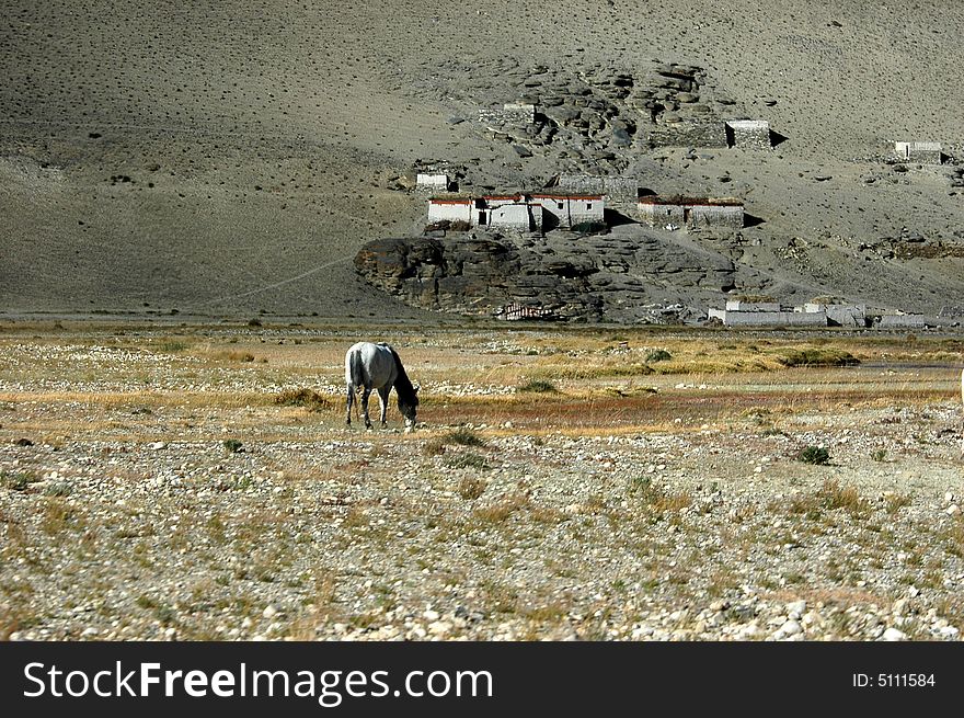 The small tibetan village at the foot of a mountain, a white horse browsing on the wilderness.