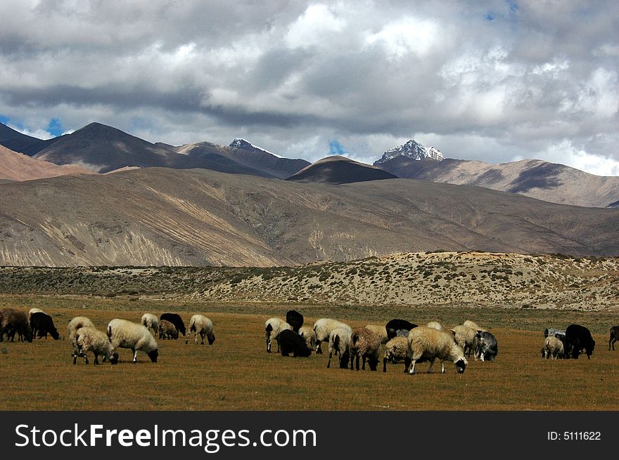 The sheep herd browse on the plateau grassland,Dangxiong,Lhasa,Tibet. The sheep herd browse on the plateau grassland,Dangxiong,Lhasa,Tibet.