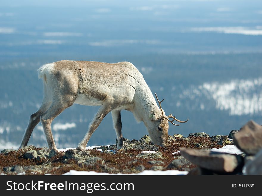 Raindeer on the mountain eating reindeer moss