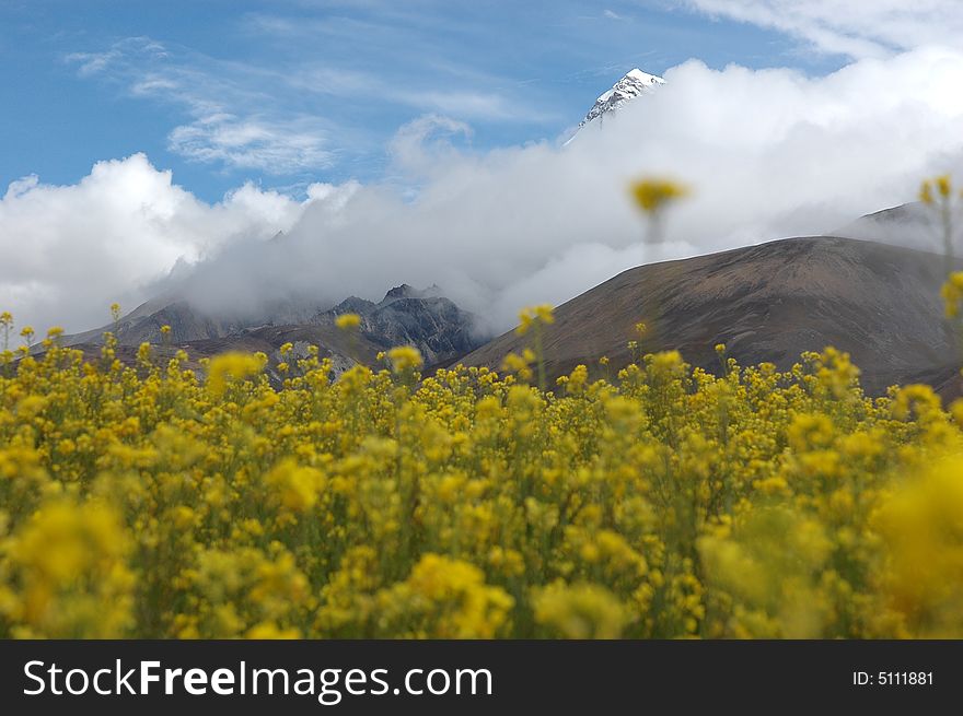 The flowers under the snow mountain