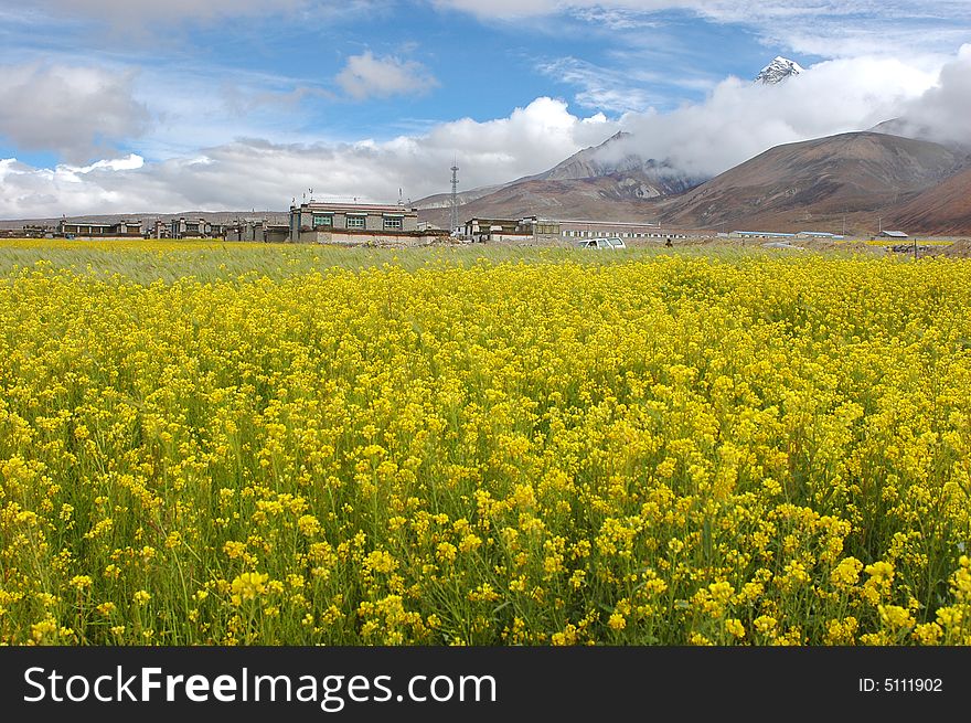 The rape flowers and snow moutain