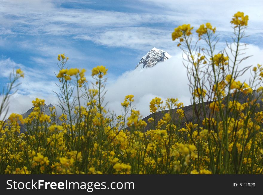 The yellow flowers and snow mountain