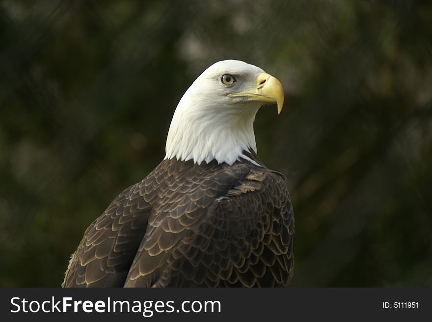 A close up shot of a balb eagle at a rehabilitation center. A close up shot of a balb eagle at a rehabilitation center.