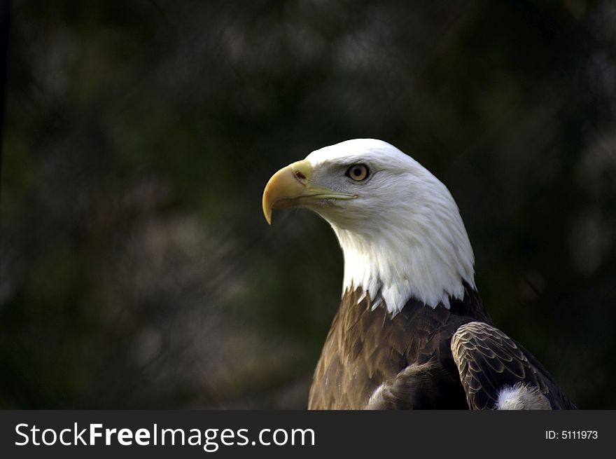 Profile of an American Bald Eagle. Profile of an American Bald Eagle