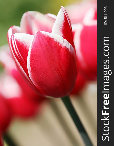 Red tulip in the spring garden. Red tulip in the spring garden
