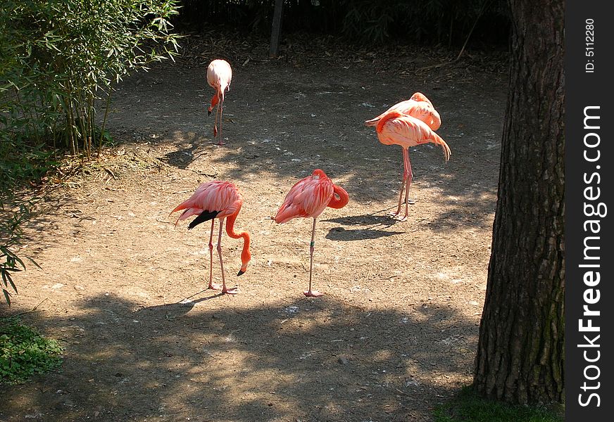 Some pink flamingo in a zoo