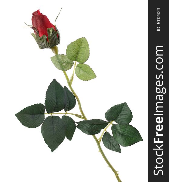 Single rose isolated on white