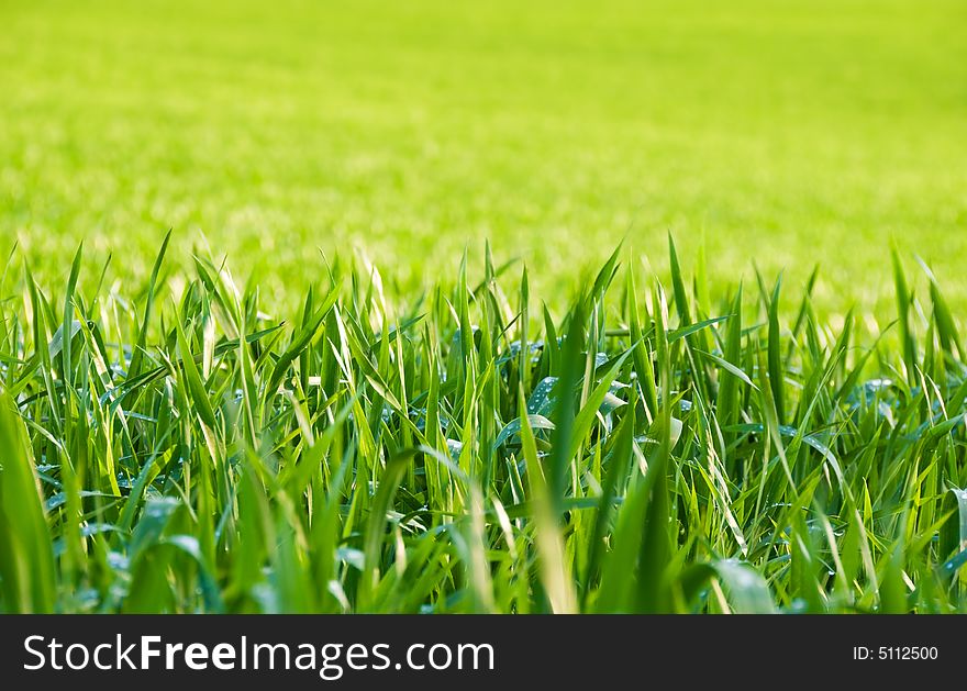 Natural grass illuminated by the sun after the rain. Natural grass illuminated by the sun after the rain.