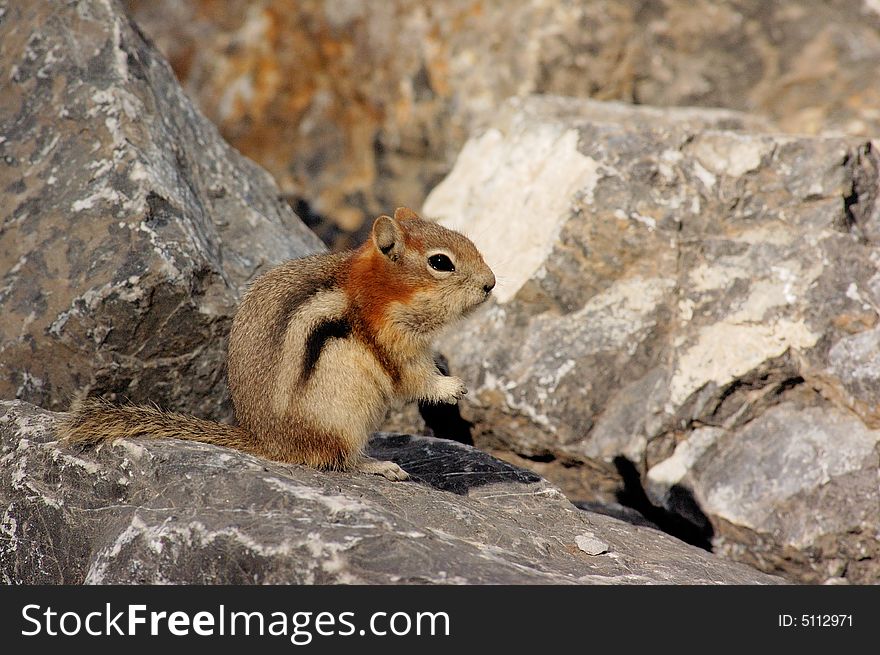 Gold-mantled ground squirrel on the rock