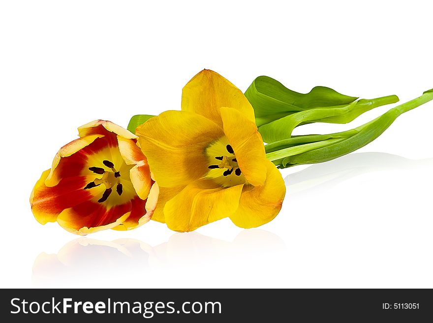 Tulips on the white background