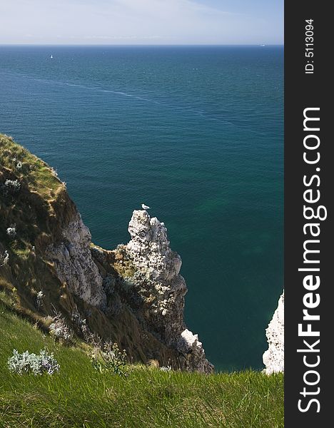 Seagull on the cliff near Etretat, Normandy, France. Seagull on the cliff near Etretat, Normandy, France