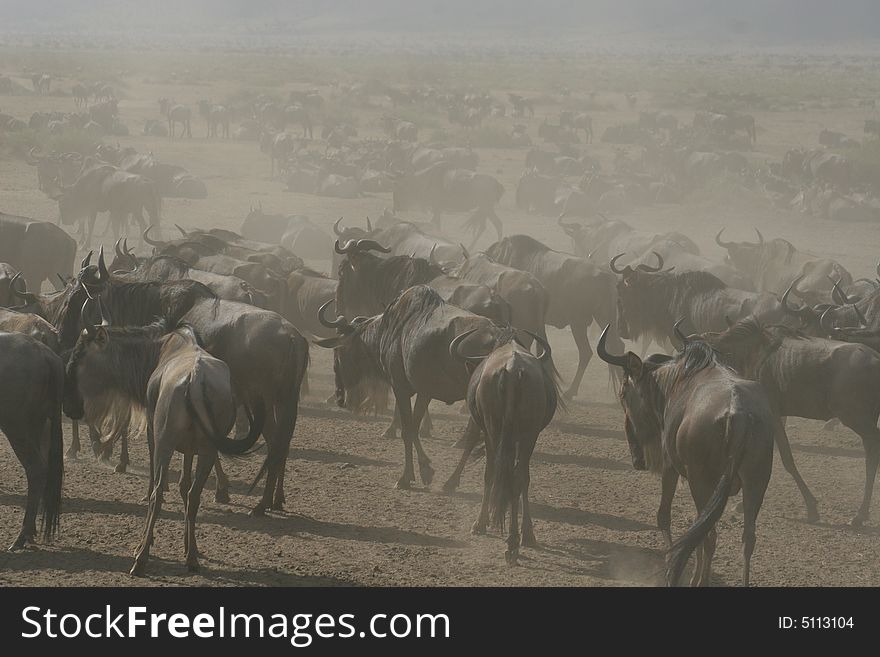 Wildebeests, Blue race, Herd, Escape, Dust, Savanna, dry lanscape, wildlife, Maasai National Reserve, Southwestern Kenya, Africa