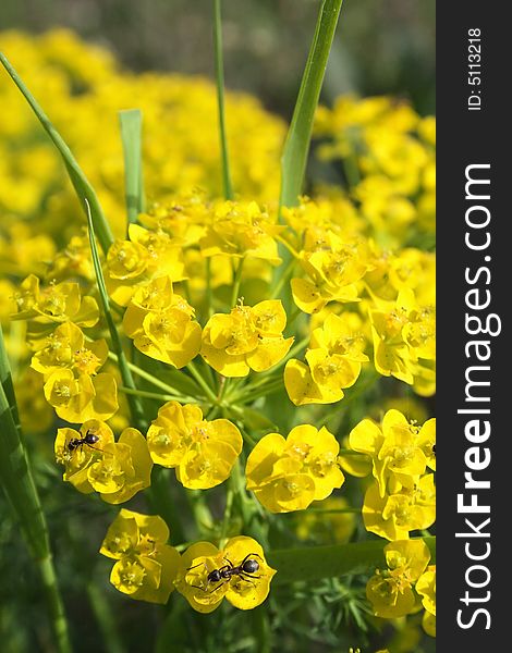 Macro shot - cluster of yellow flowers.