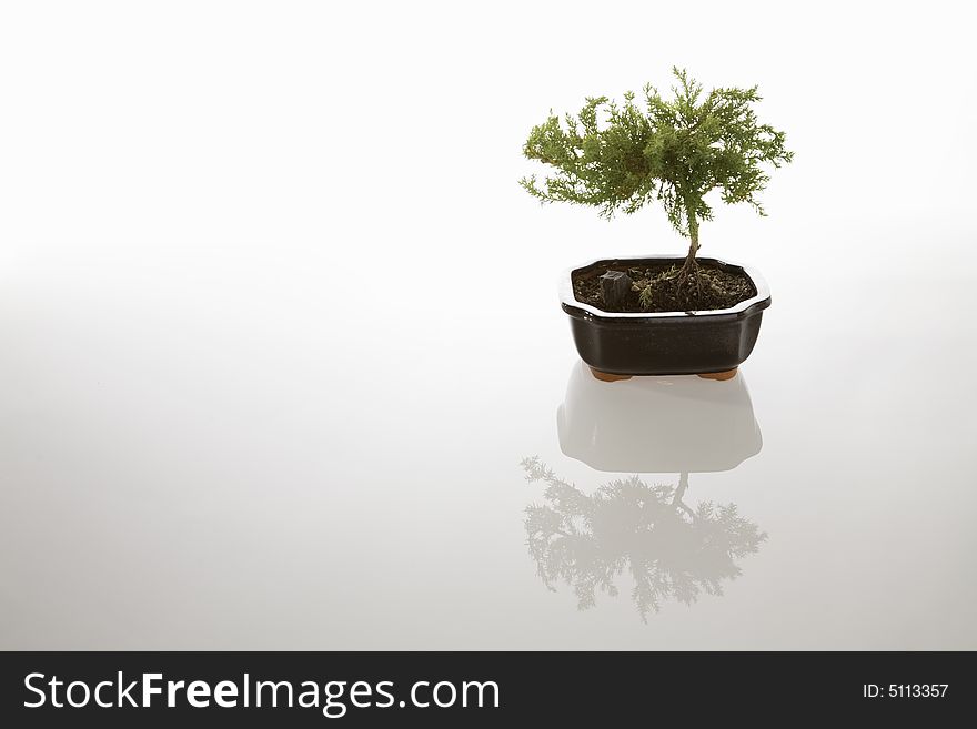 Small bonsai tree on white reflective background. Small bonsai tree on white reflective background