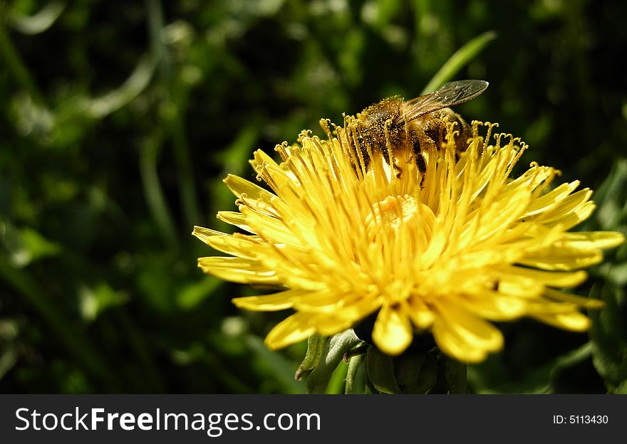 Bee gather pollen from dandelion