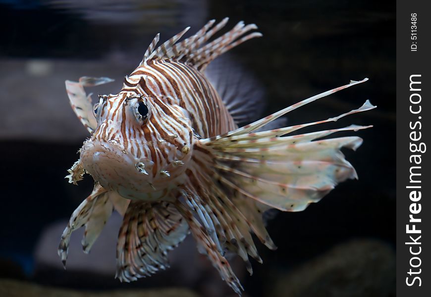 Close-up striped Tropical Fish Tank Shot
