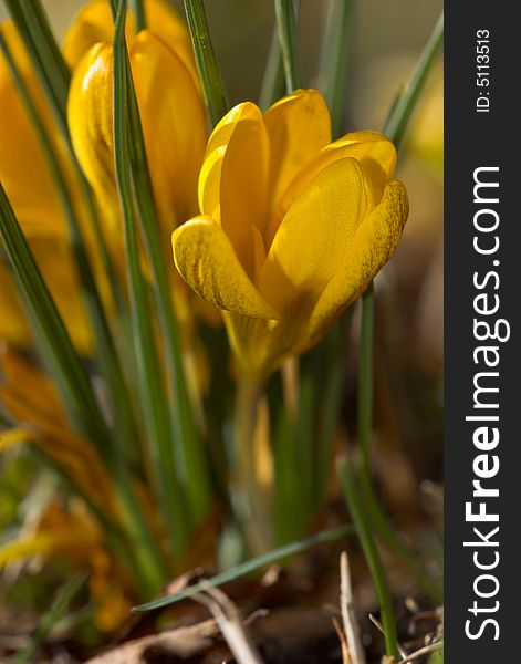 Yellow Crocus in the sunlight