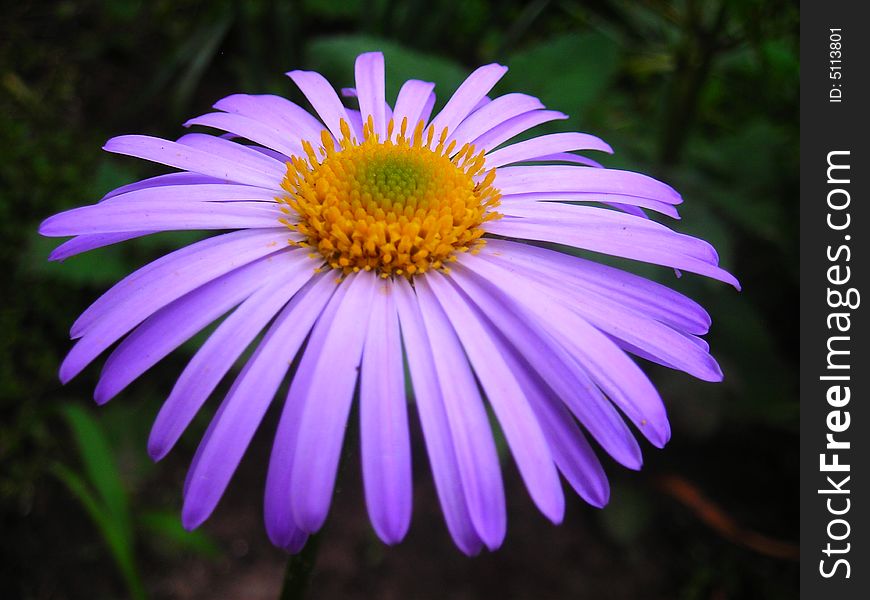 Lilaceous Daisy is blossoming in the summertime
