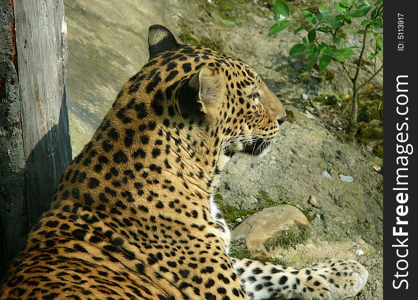 Young leopard in Brno Zoo