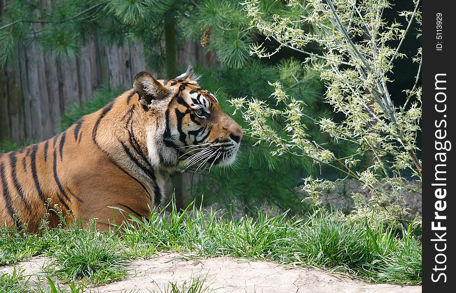 Tiger female in Brno Zoo