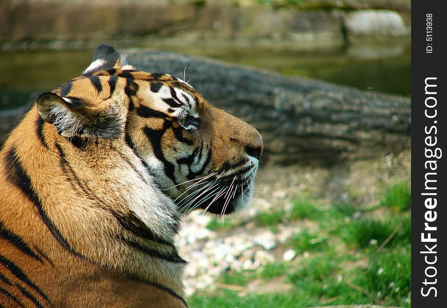Tiger female in Brno Zoo