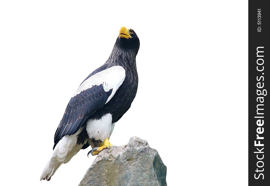 Sea eagle isolated on white background