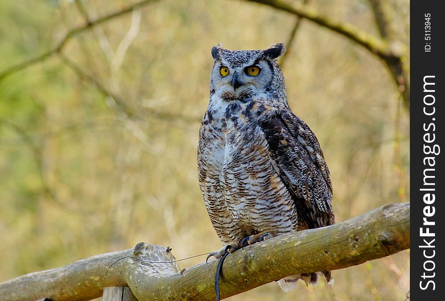 Portrait of Great Horhed Owl with bush as background