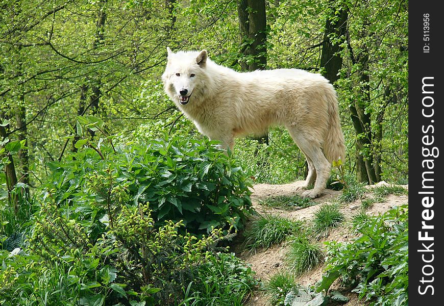 Arctic Wolf in the Brno Zoo