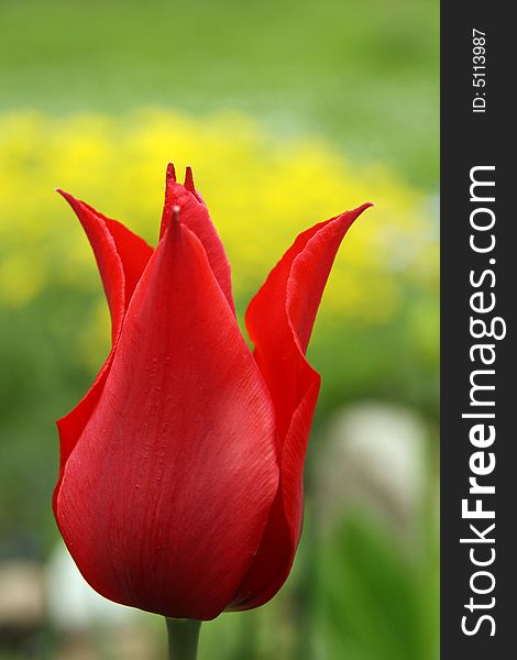 Tulip on the spring garden