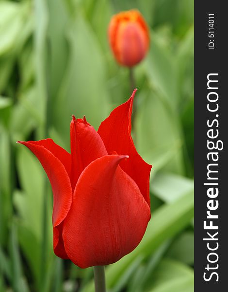 Tulip on the spring garden