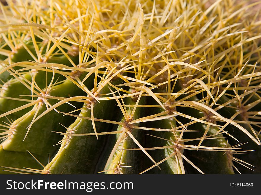 Cactus with thorns, fleshy, green