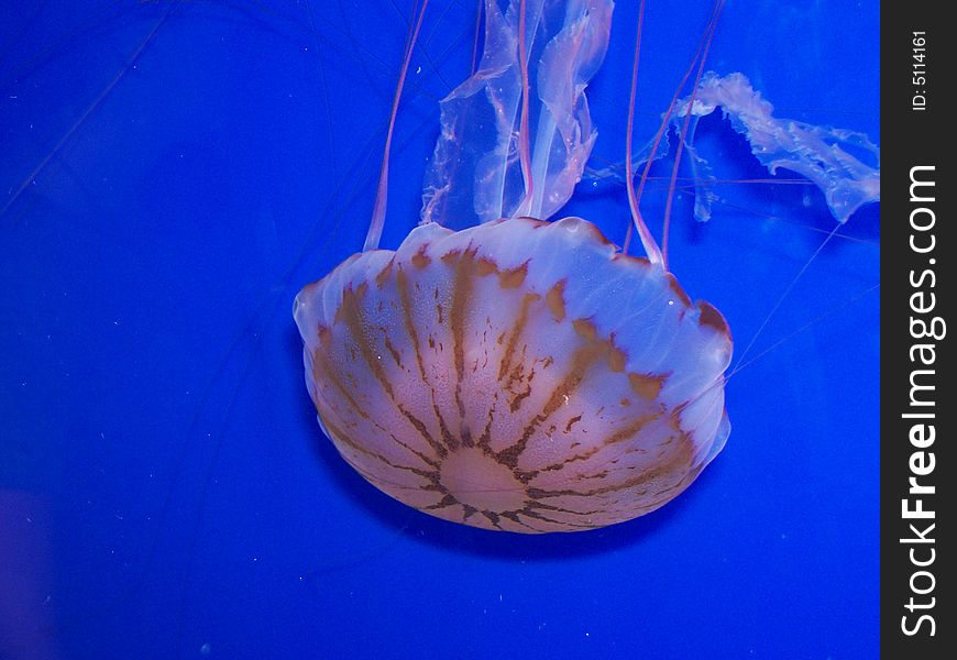Jellyfish pulsates through the vivid blue waters off California.